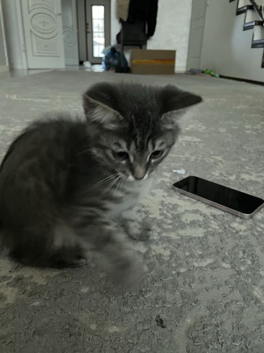 Котенок скотиш мальчик