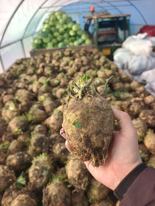 Țelină de vânzare