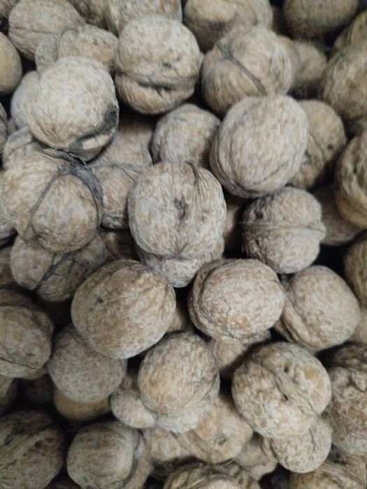 Продаю грецкие орехи