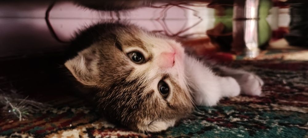 Котята шотландцы