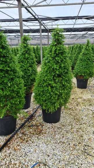 Spații Verzi de Vis – Plante Mature, Dense și Gata de Plantat