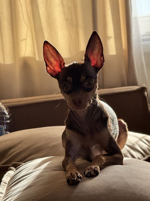 Той-терьер Миланья ищет ковалера