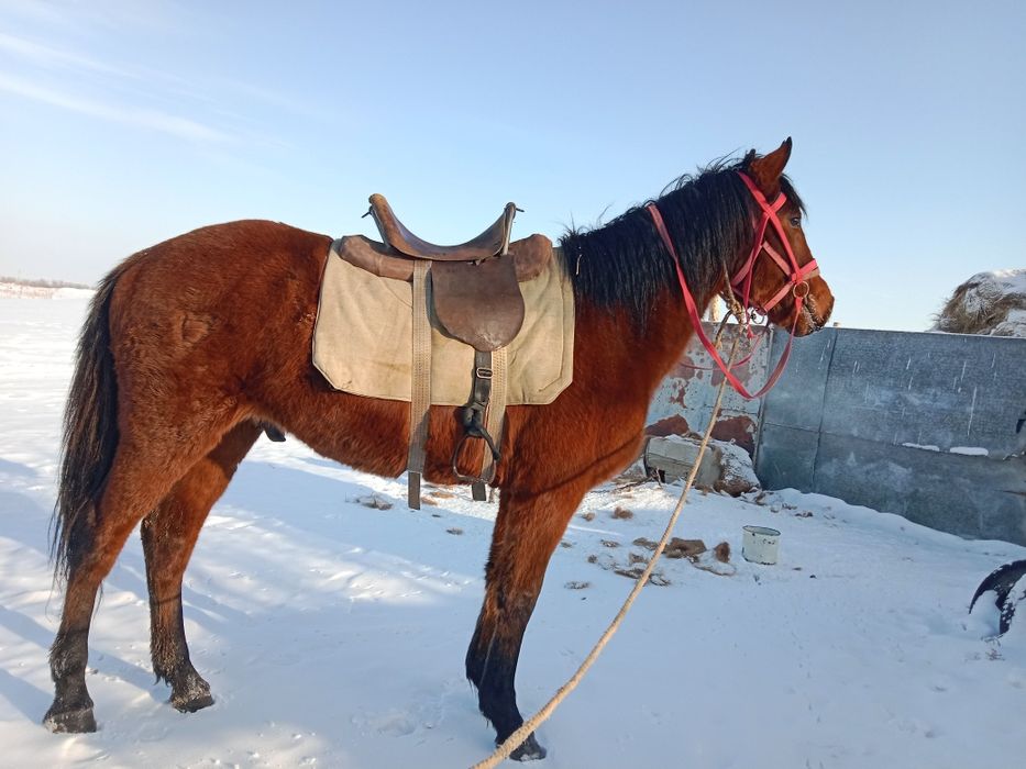 Продажа лошадей жеребчик