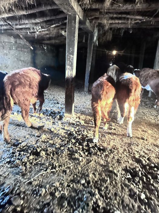 Продам крс ак бас быки тайша лошади