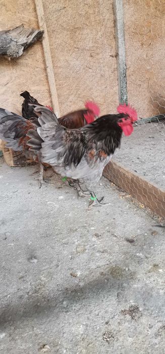 Vand Cocosi australorp splash