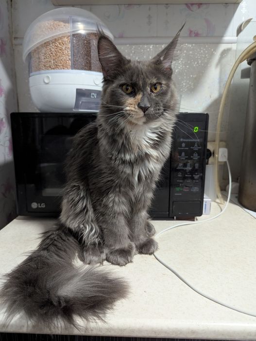 Мейн Кун Полидакт Каспи рассрочка