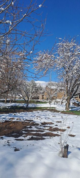 Октошда далаховли учун жуда мос 12 сути жой сотилади