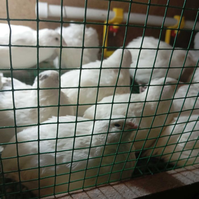 Белый гигант бедана тухуми