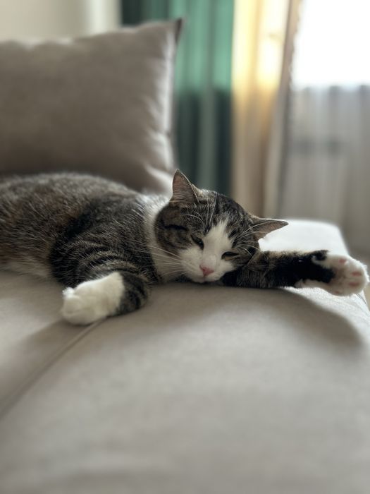 Отдам кота в хорошие руки !