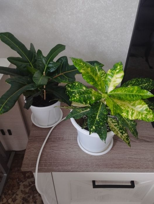 Фикусы разных сортов, район Евразии