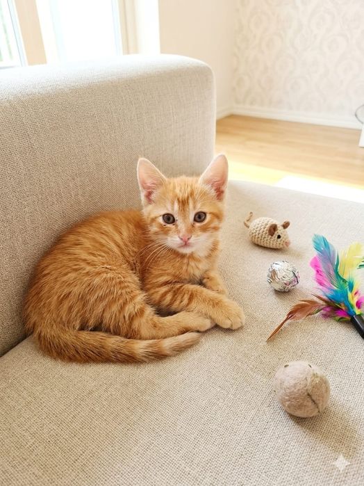 Отдам даром котята