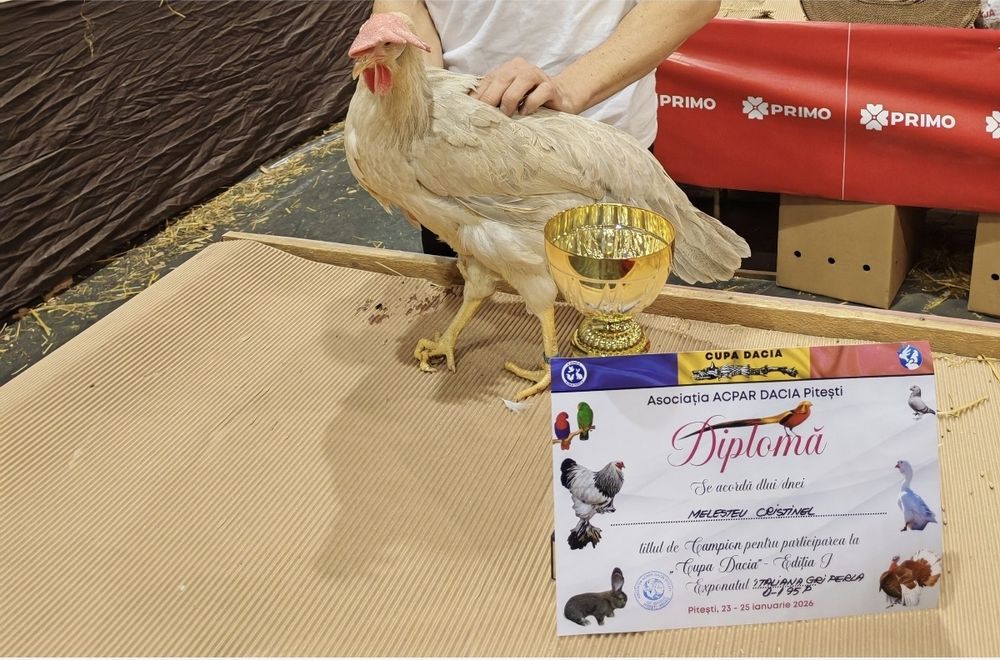 Ouă pt incubat italiana perlată