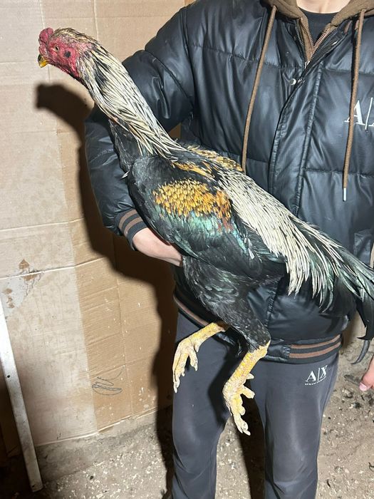 Дакан кораз 70.000