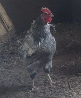 Брама әтештер сатылады бір жылдық