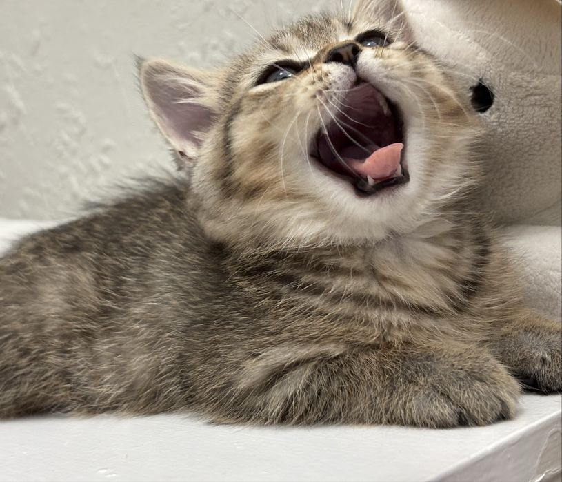 Шотландски котенца