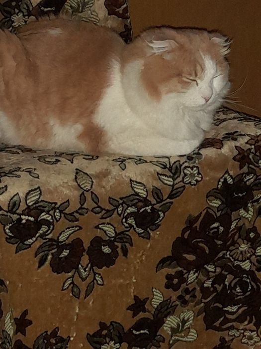 Добрые молодые красавцы корат и вислоухий