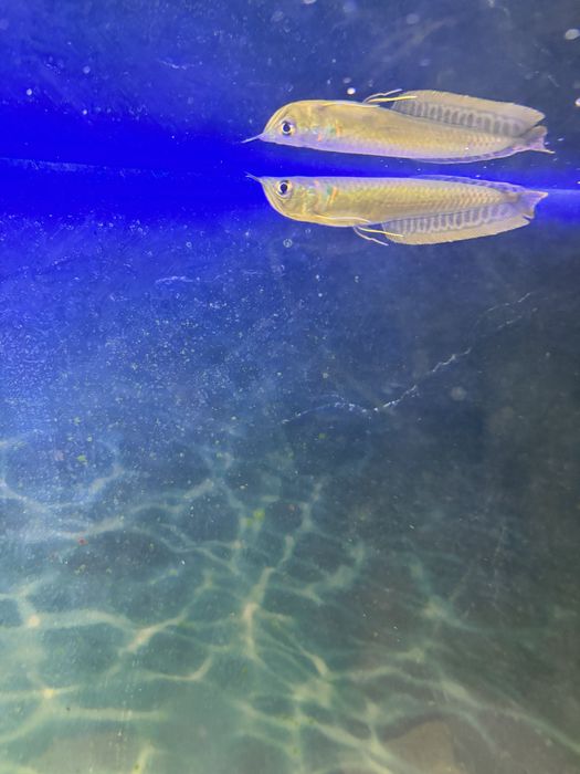 Аравана подросток 17 см