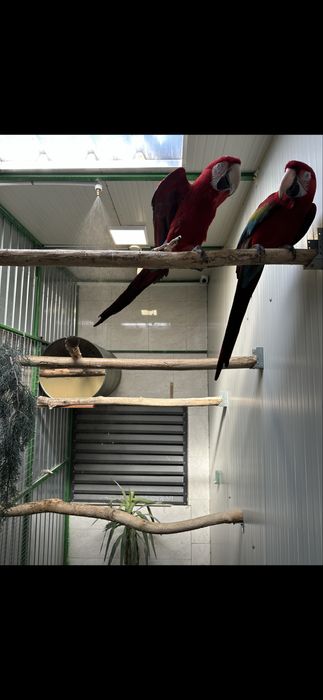 Pereche ara macao &ara chloroptera
