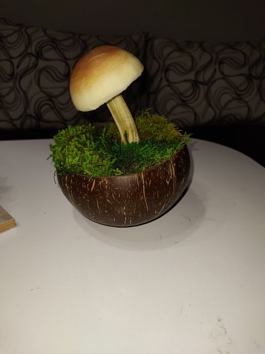 Фото картини и изделия стабилизира мъх