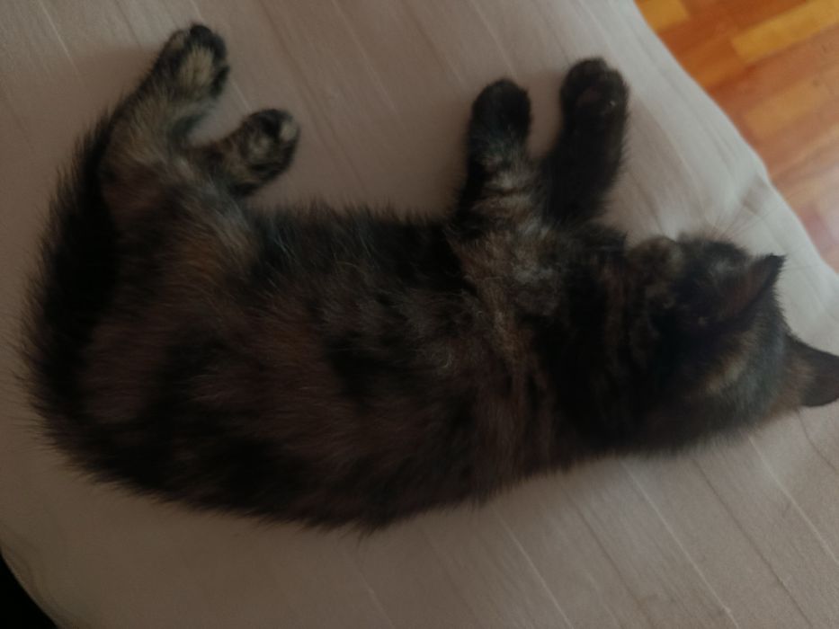Котята бесплатно