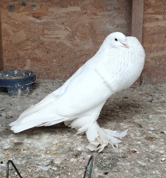 Porumbei Gusati pomerania