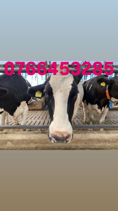 vaci de lapte romanesti