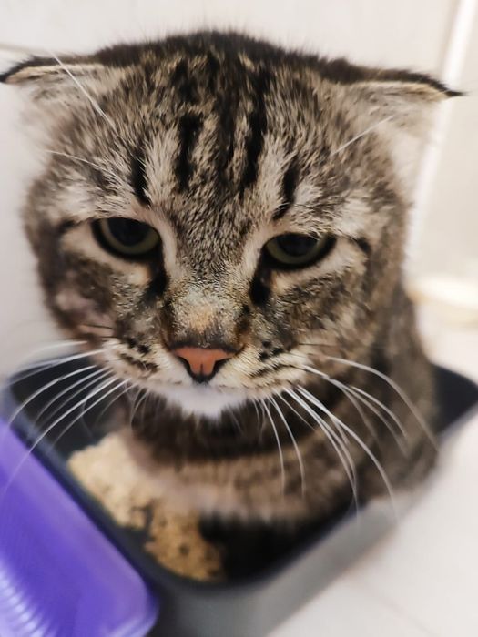 Кот в добрые руки