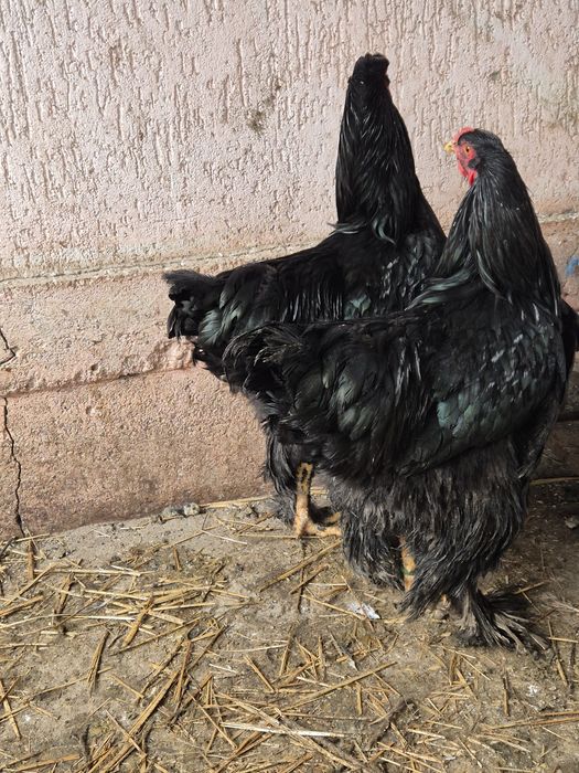 Cocos brahma portelan