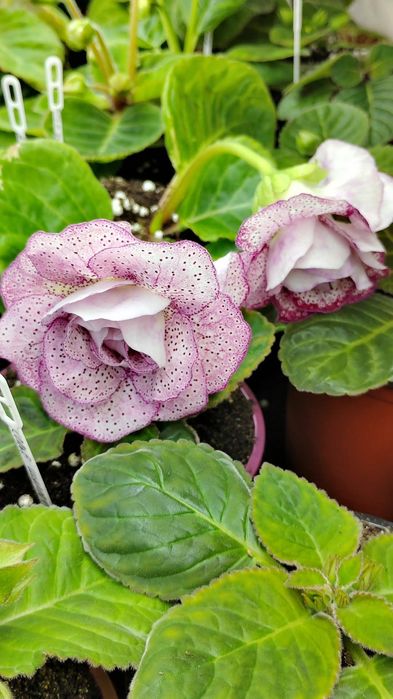 Глоксиния комнатное растение