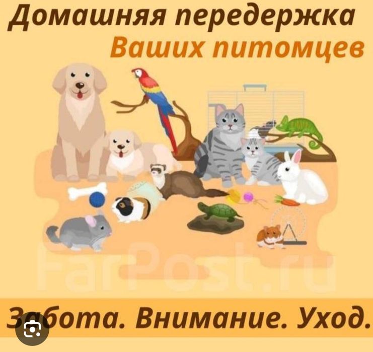 Домашняя передержка животных