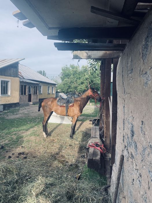 Чистокровка байтал сатылады