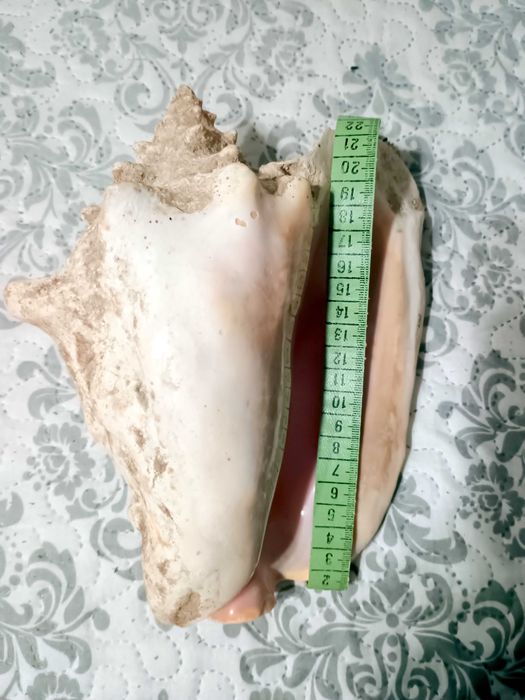 Гигантска Кралска Раковина (Pink Queen Conch) от Куба-25 см – Уникат!