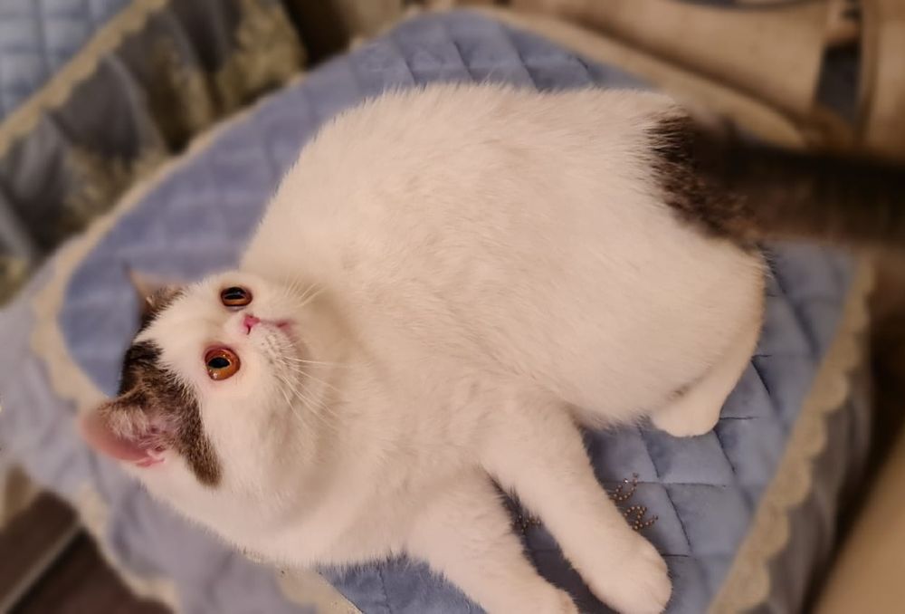 Кошечка экзот в любящие руки