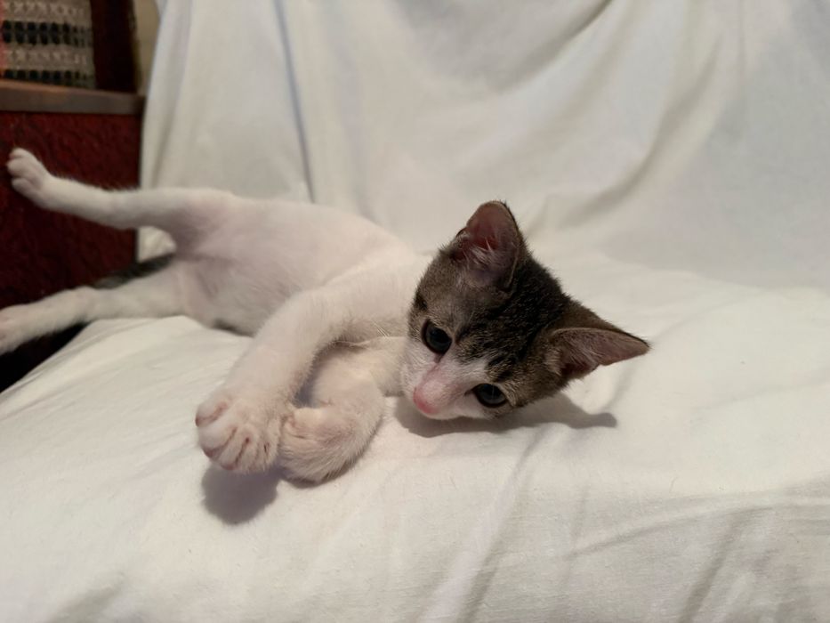 Подарява се женско коте