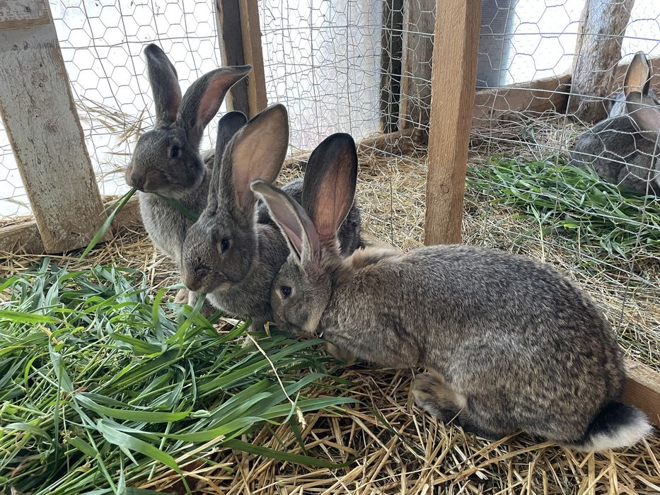 Iepuri Rasă Uriaș German