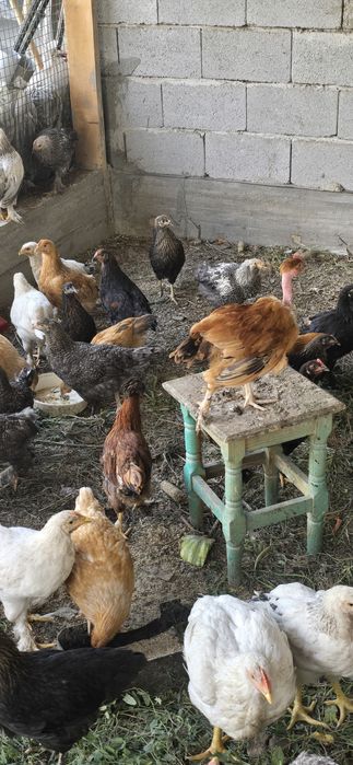 Продаются курочки несушки