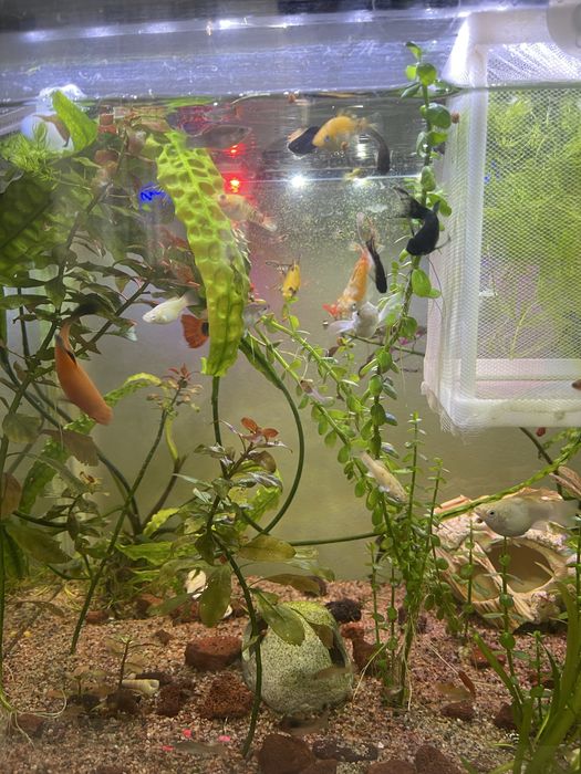 Аквариум 150 и 40 литр