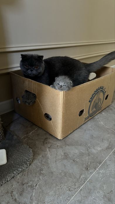 Кашка скотиш фолд 1.5 года