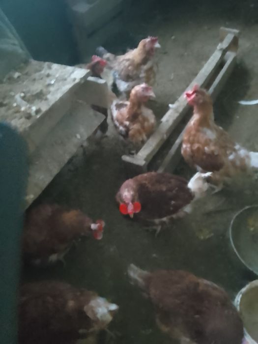 Продам курей несушек