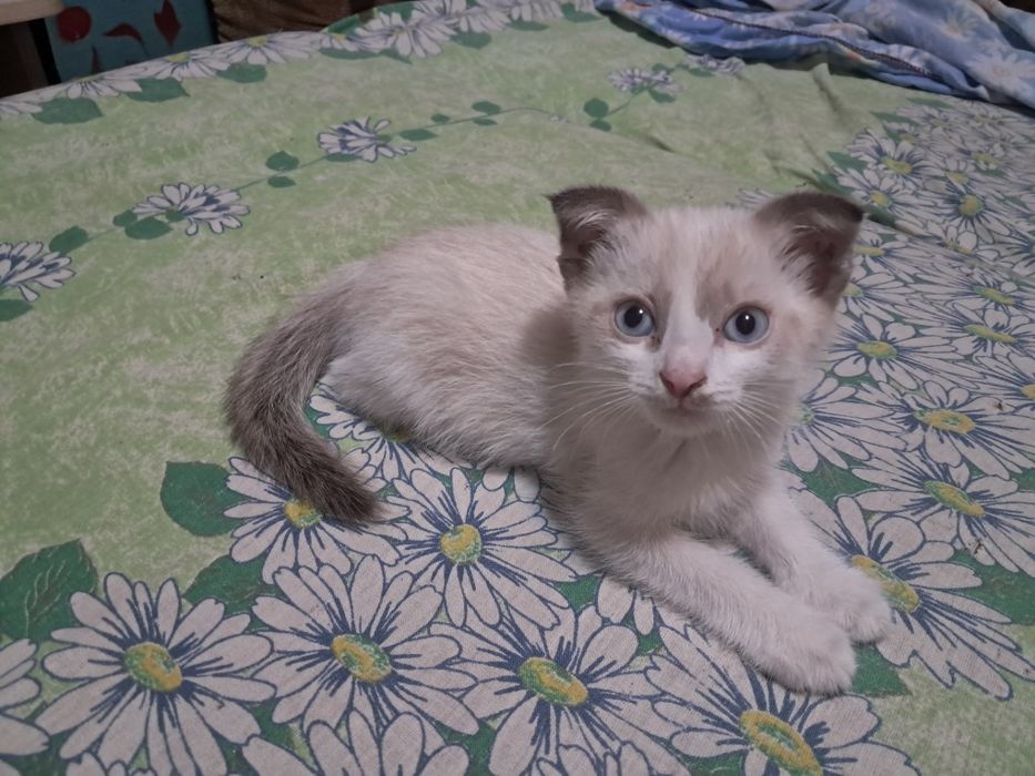 Отдам котёнка мальчика в добрые руки