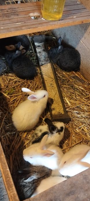 De vânzare iepurași