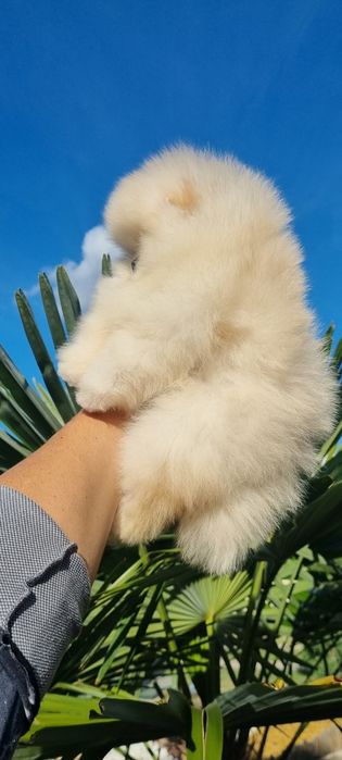 Померан померанче