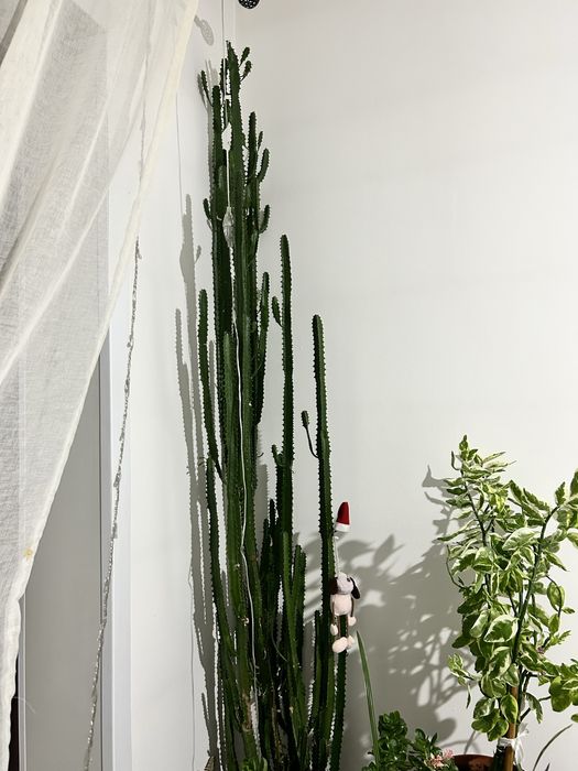 Продам растение кактус молочай