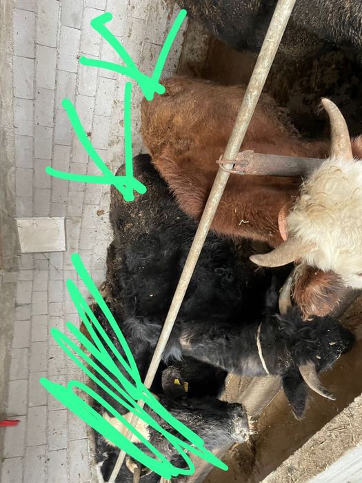 продам бычков 4 головы