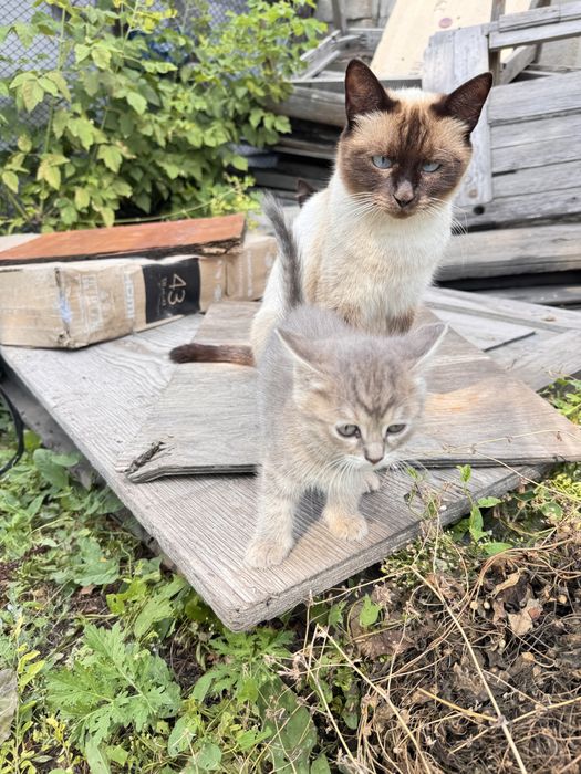 Отдам котят в добрые руки