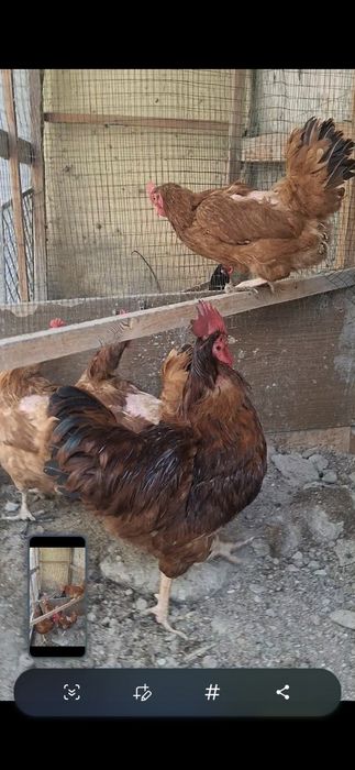 Дакан 1та хуроз 2та макион ва пародали товуклар сотилади