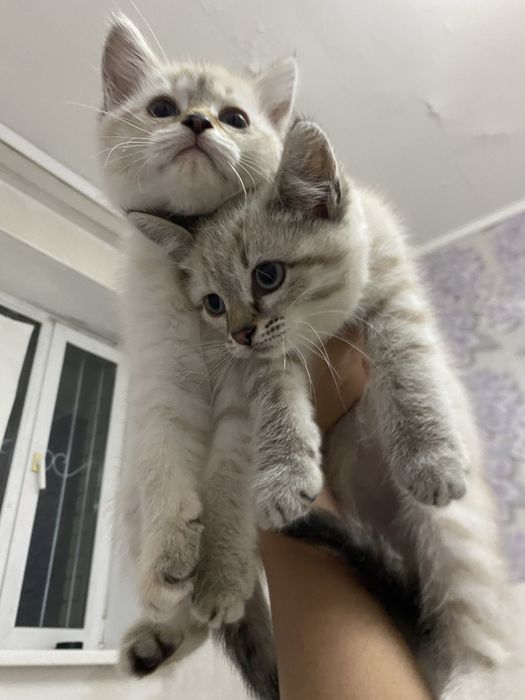 Отдам в добрые руки котят