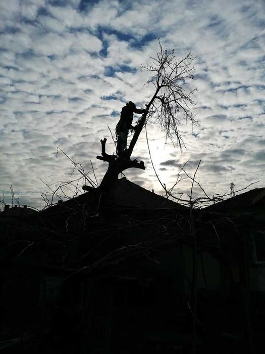 Премахване на опасни дървета