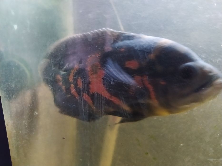 Продается Астронатус