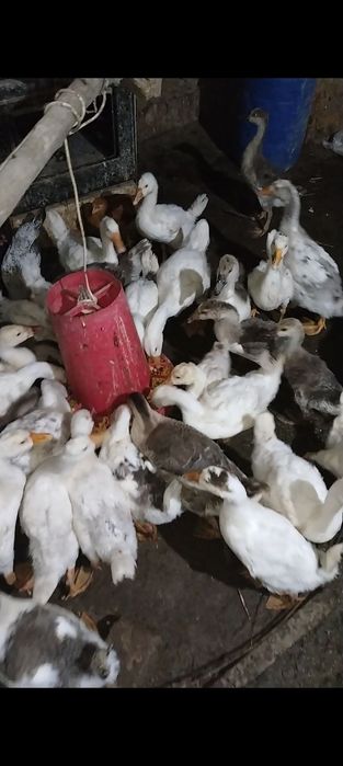 Гуси  продаётся подешевле